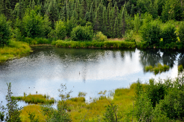 View from the outside deck of a pond